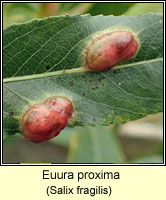 Euura proxima, Pontania proxima