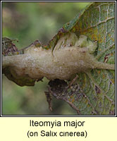 Iteomyia major