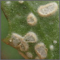 Albugo tragopogonis