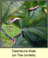 Dasineura tiliae