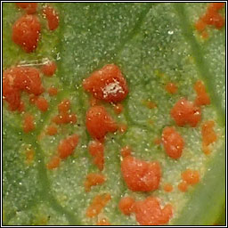 Coleosporium tussilaginis sens lat
