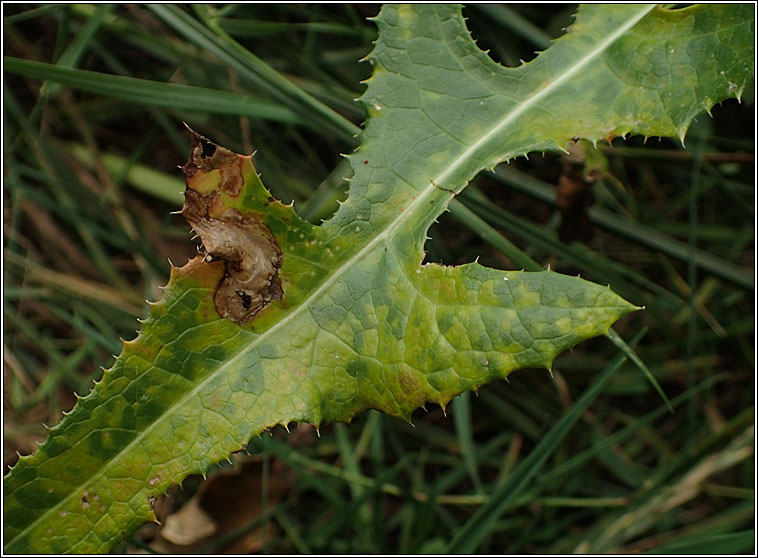 Coleosporium tussilaginis sens lat