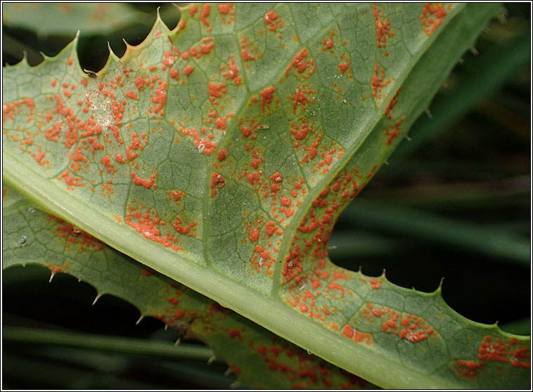 Coleosporium tussilaginis sens lat