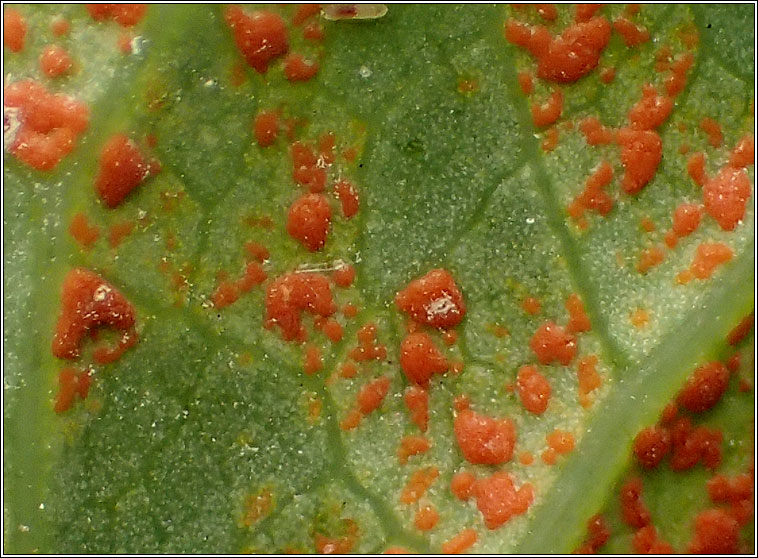 Coleosporium tussilaginis sens lat