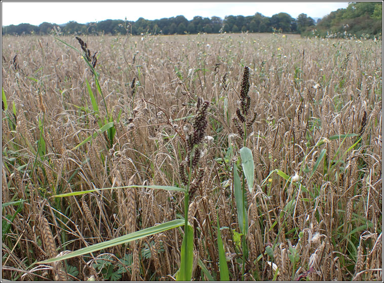 Japanese Millet, Echinochloa esculenta