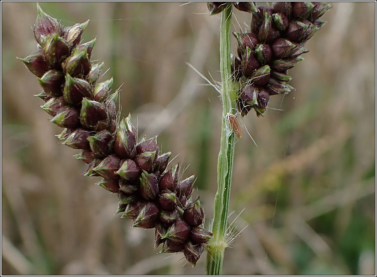 Japanese Millet, Echinochloa esculenta