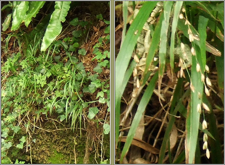 Wood Melick, Melica uniflora