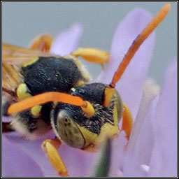 Nomada fucata
