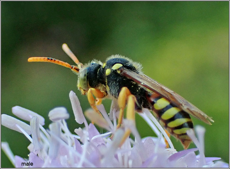 Nomada fucata