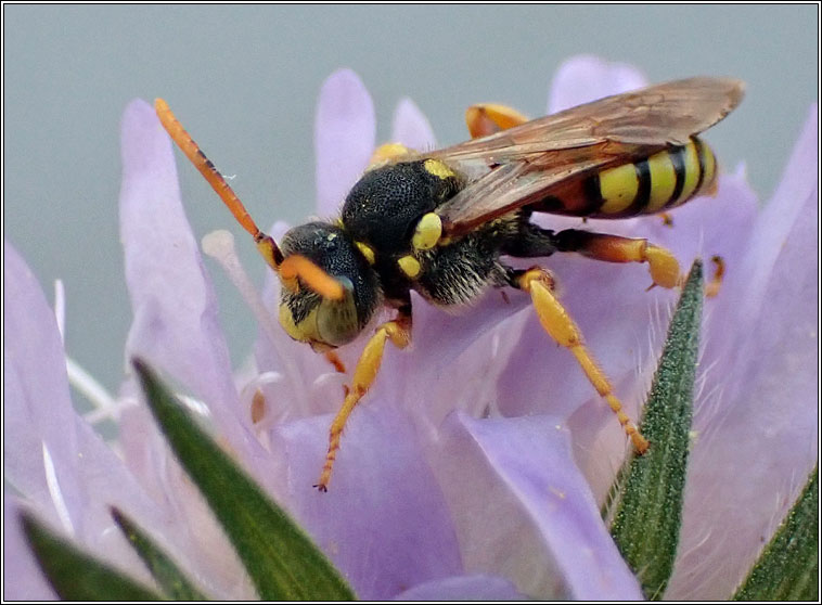 Nomada fucata