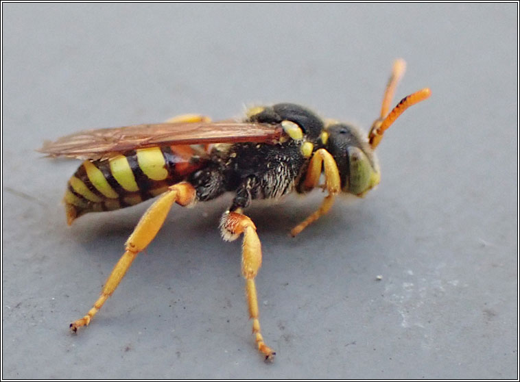 Nomada fucata
