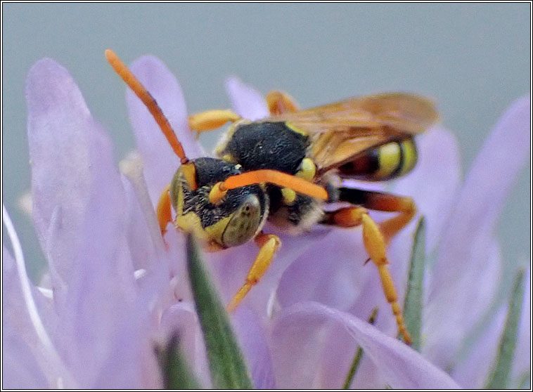 Nomada fucata