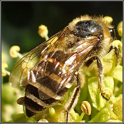 Ivy Bee, Colletes hederae