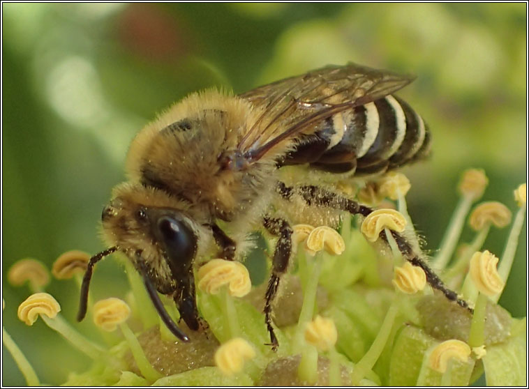 Ivy Bee, Colletes hederae