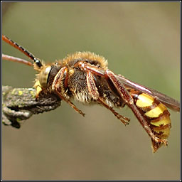Nomada sp3