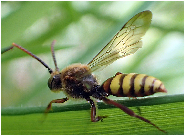 Nomada sp3