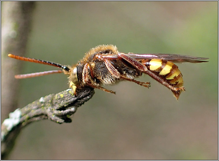 Nomada sp3