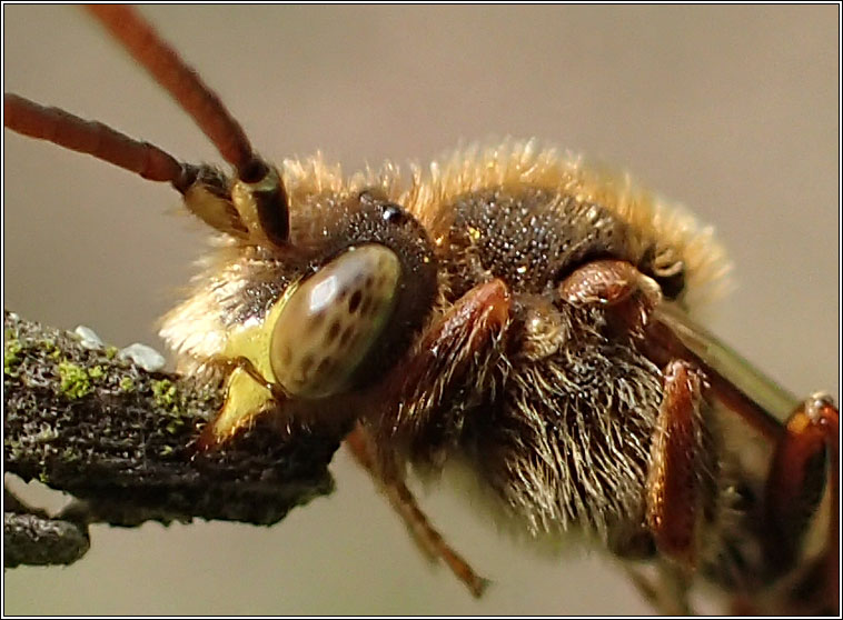 Nomada sp3