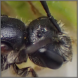 Sphecodes monilicornis, Box-headed Blood-bee