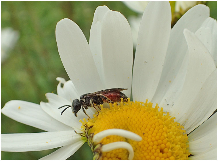 Sphecodes monilicornis, Box-headed Blood-bee