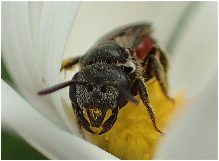 Sphecodes monilicornis, Box-headed Blood-bee