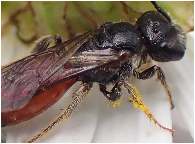 Sphecodes monilicornis, Box-headed Blood-bee