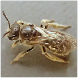 Lasioglossum villosulum, Shaggy Furrow Bee