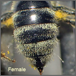 Lasioglossum quadrinotatum, Four-spotted Furrow Bee