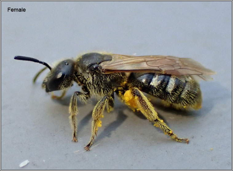 Lasioglossum quadrinotatum, Four-spotted Furrow Bee