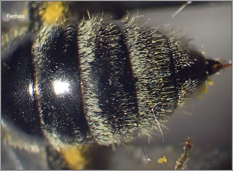 Lasioglossum quadrinotatum, Four-spotted Furrow Bee