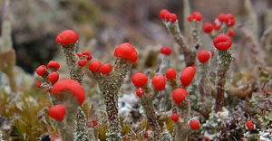 cladonia