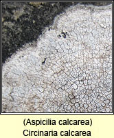 Circinaria calcarea (Aspicilia calcarea)