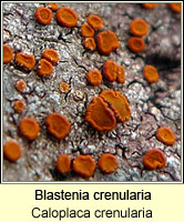 Blastenia crenularia (Caloplaca crenularia)