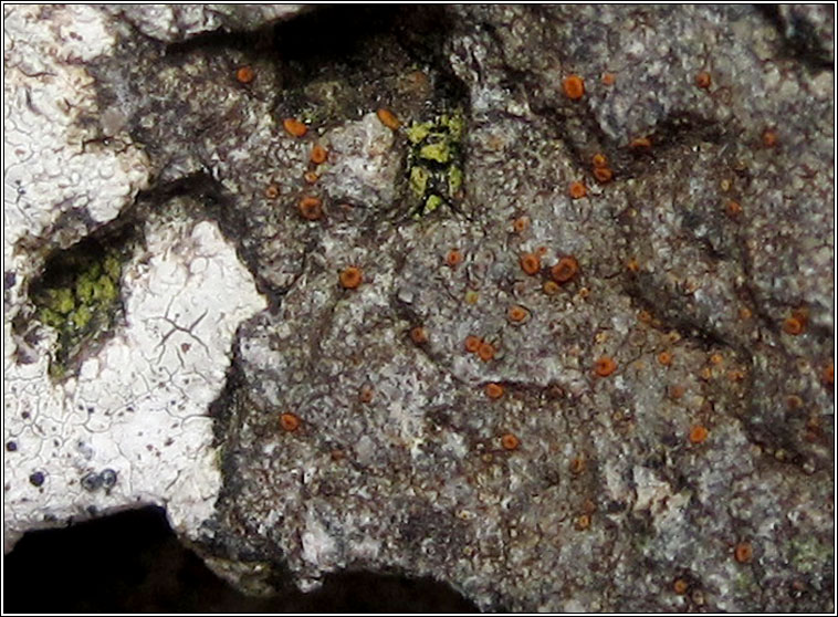 Caloplaca crenularia