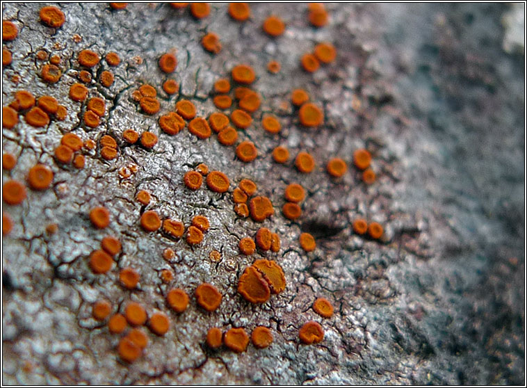 Caloplaca crenularia