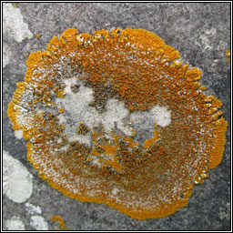 Caloplaca flavescens