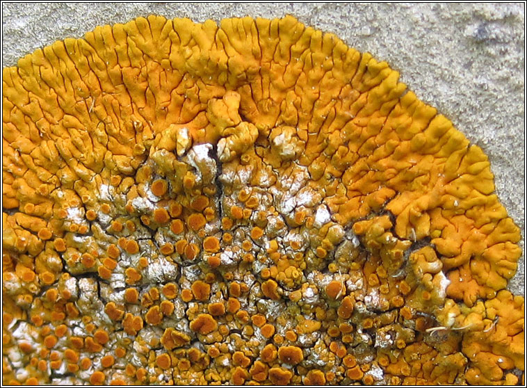 Caloplaca flavescens