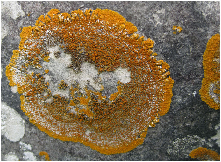 Caloplaca flavescens