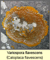 Variospora flavescens (Caloplaca flavescens)