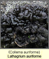 Lathagrium auriforme (Collema auriforme)