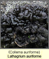 Collema auriforme