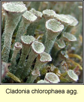 Cladonia chlorophaea agg