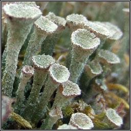 Cladonia chlorophaea