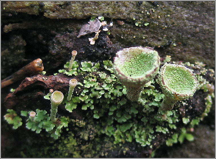 Cladonia chlorophaea agg