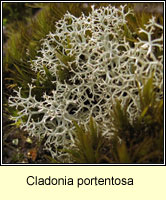 Cladonia portentosa