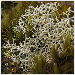 Cladonia portentosa