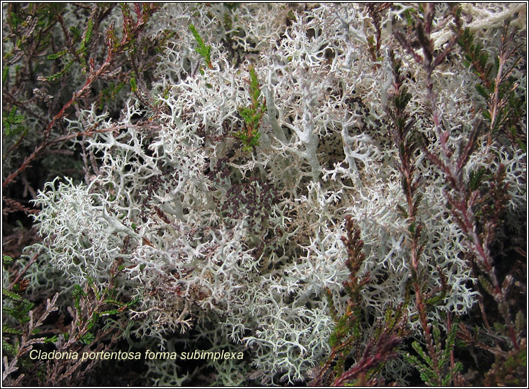 Cladonia portentosa forma subimplexa