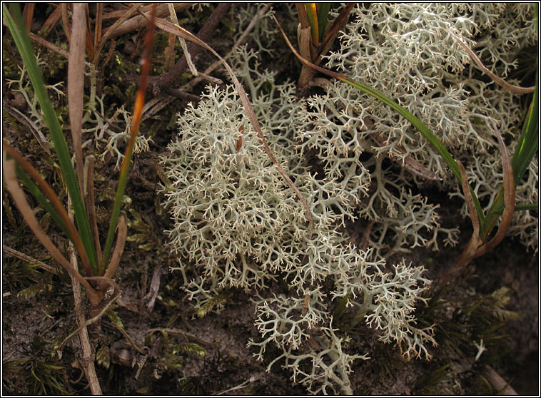 Cladonia portentosa