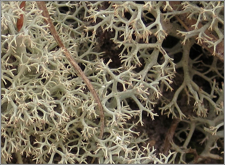 Cladonia portentosa