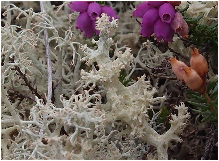 Cladonia portentosa